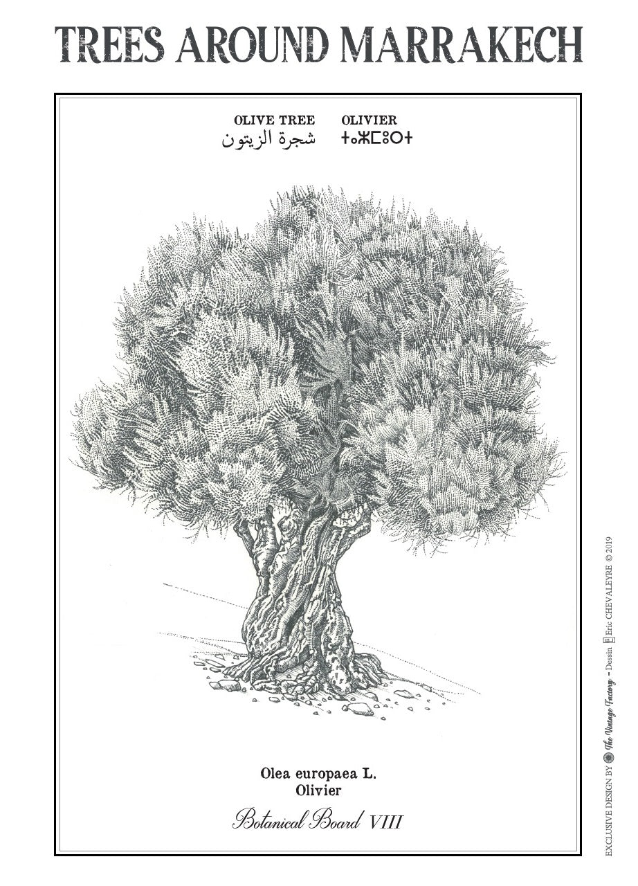 shop-professional-olive-tree-botanical-board-fashion_1.jpg