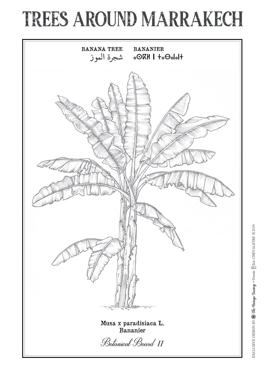 were-the-best-way-to-shop-for-banana-botanical-board-hot-on-sale_1.jpg
