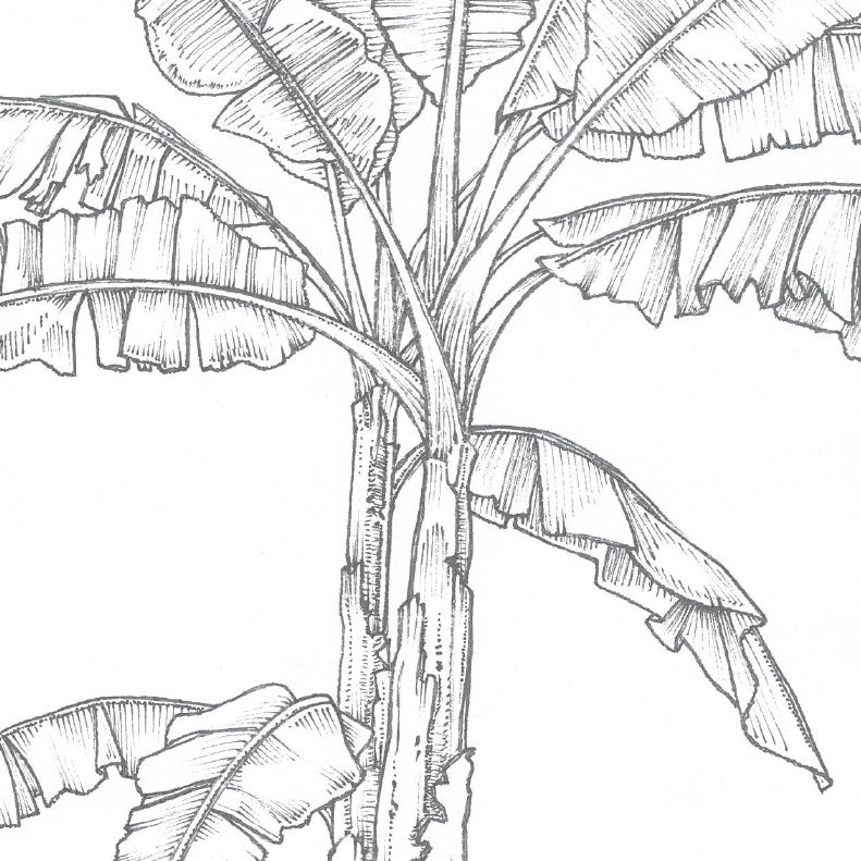 were-the-best-way-to-shop-for-banana-botanical-board-hot-on-sale_2.jpg