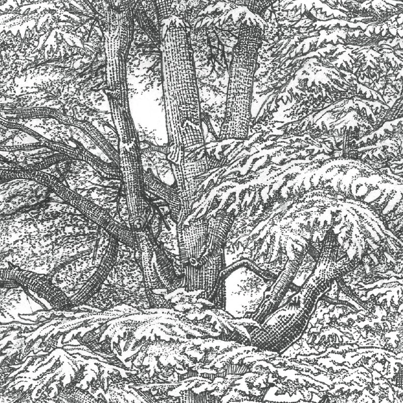 your-one-stop-shop-for-cedre-botanical-sheet-online-sale_2.jpg