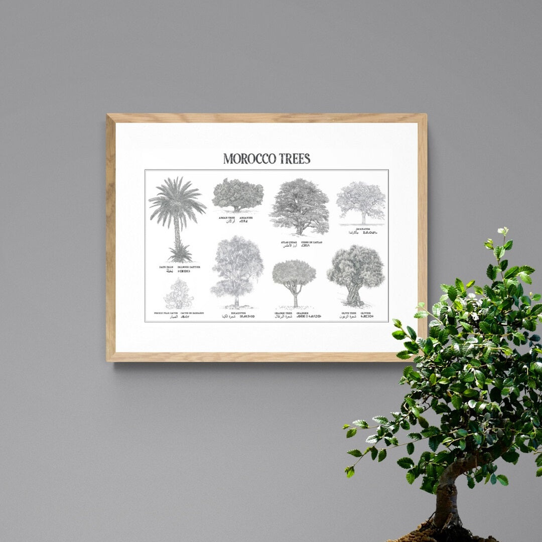 shop-professional-affiche-planche-botanique-de-8-arbres-du-maroc-collection-morocco-trees-online-sale_0.jpg