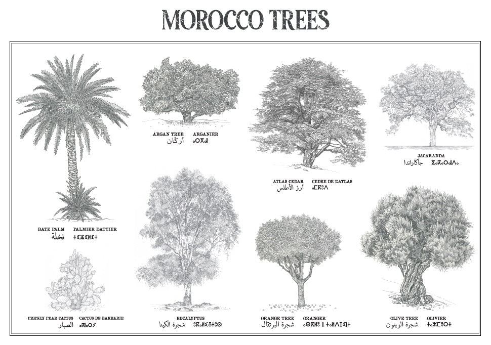 shop-professional-affiche-planche-botanique-de-8-arbres-du-maroc-collection-morocco-trees-online-sale_1.jpg